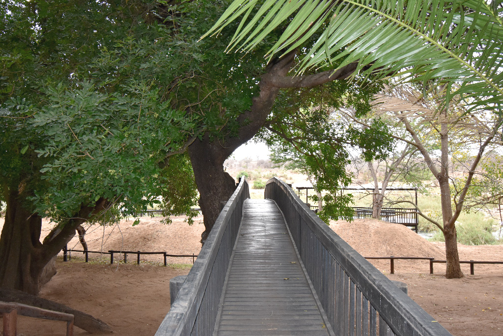 Close-up-crossing-bridge-1 Elephant-Walking-in-river