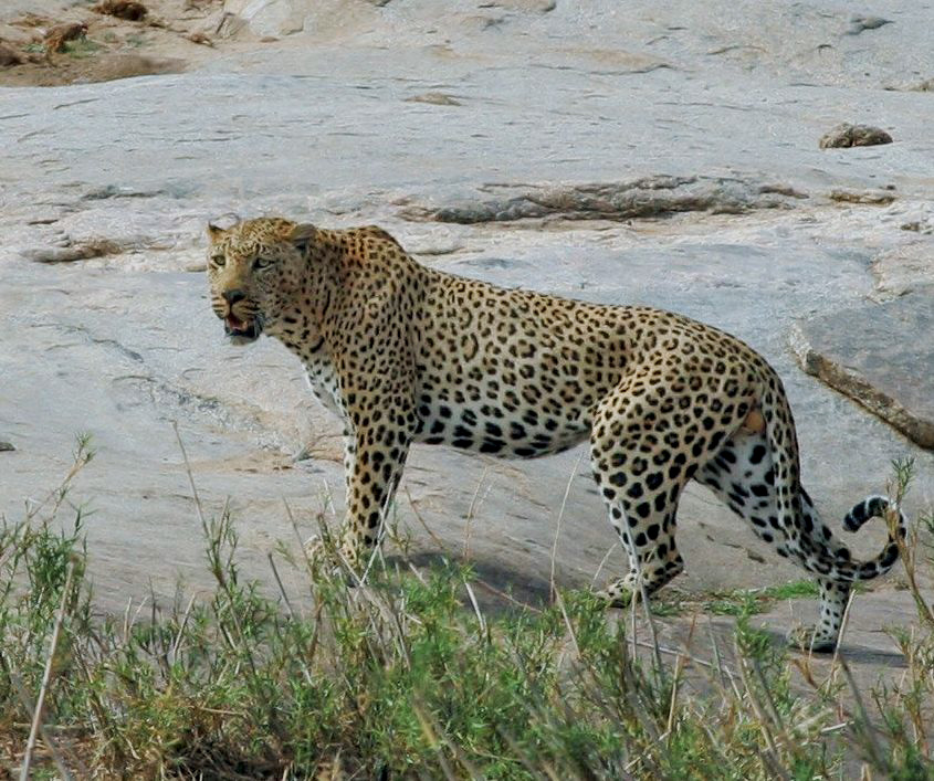 Leopard Elephant-Walking-in-river